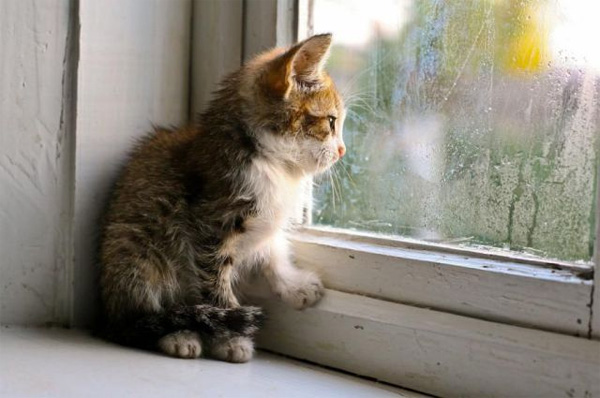 Kitten staring out at rain