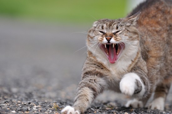 Angry-Cat-Photo-2f396d7