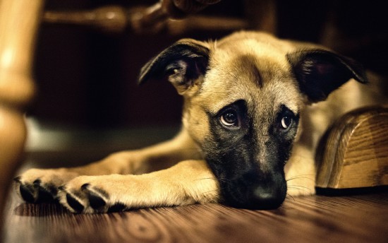 Sad-Dog-on-Hardwood-Floor